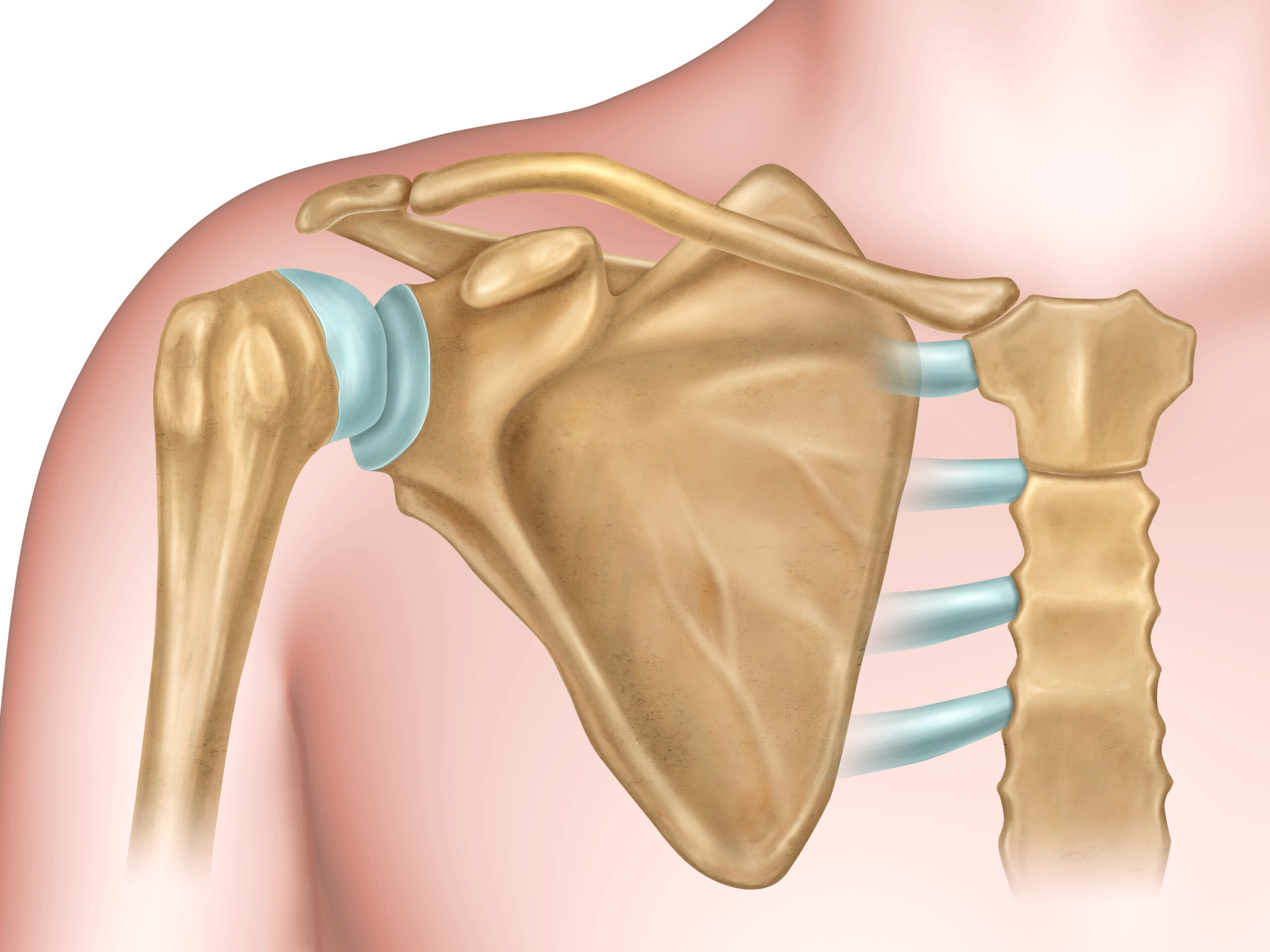 肩の脱臼における手術とリハビリをわかりやすく解説 | 医療法人社団景